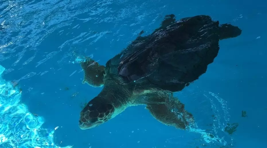 imagem de tartaruga marinha do Projeto Tamar