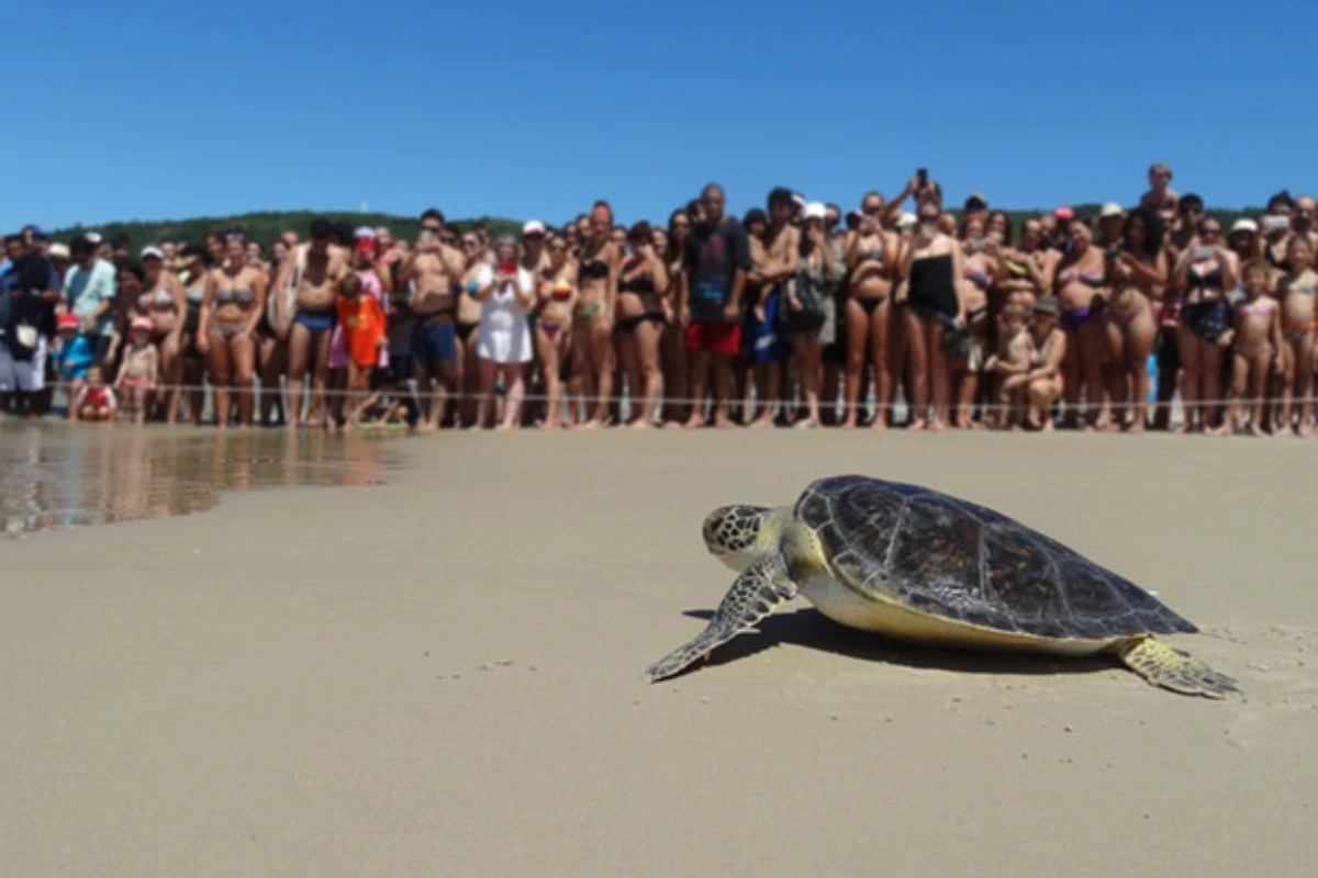 Projeto Tamar Florianópolis: conheça o trabalho, melhor época para visitar e as atrações principais