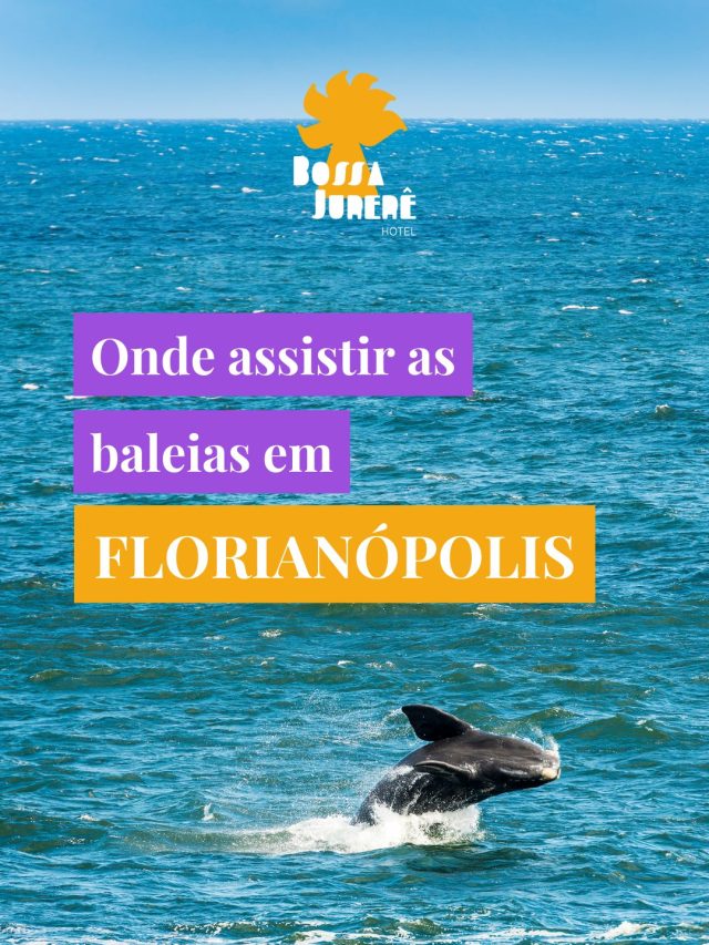 Onde assistir as baleias em Florianópolis